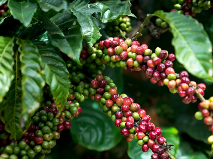 a bunch of coffee beans hanging from a tree