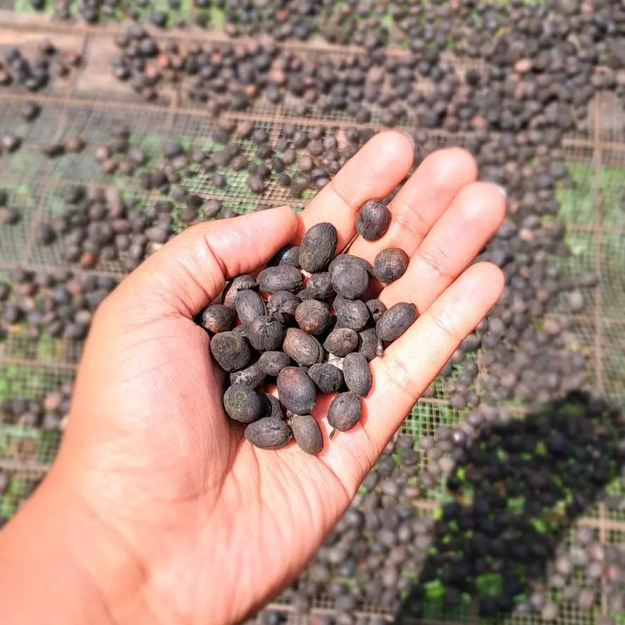 Meet the Producer: The Story of Kihuro Coffee Estate - Over a Drink Coffee, Mathioya(Kenya)