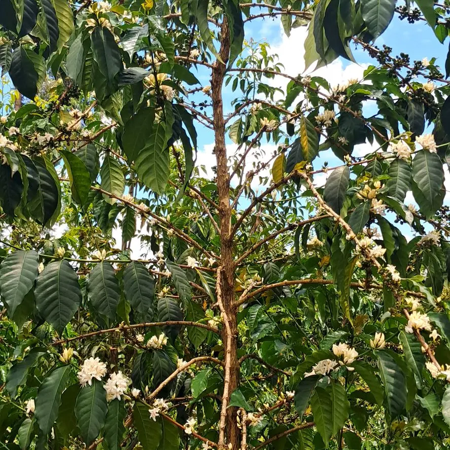 Meet the Producer: The Story of Kihuro Coffee Estate - Over a Drink Coffee, Mathioya(Kenya)
