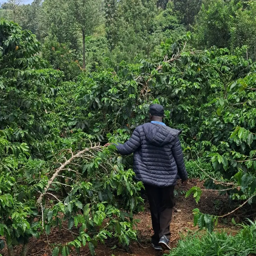 Meet the Producer: The Story of Kihuro Coffee Estate - Over a Drink Coffee, Mathioya(Kenya)